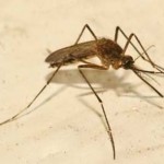 AgriLife expert offers tips for battling mosquitoes in your own backyard