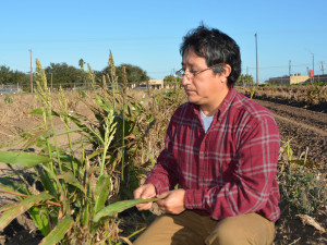 Dr. Raul Villanueva, a Texas A&M AgriLife Extension Service entomologist in Weslaco, examines a grain sorghum crop for signs of the sugarcane aphid, a tiny insect that could cause major problems this year for grain sorghum growers. (AgriLife Communications photo by Rod Santa Ana)
