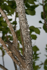 Crape myrtle tree covered with the white scale of crape myrtle bark scale. (Texas A&M AgriLife Extension Service photo by Dr. Mike Merchant)