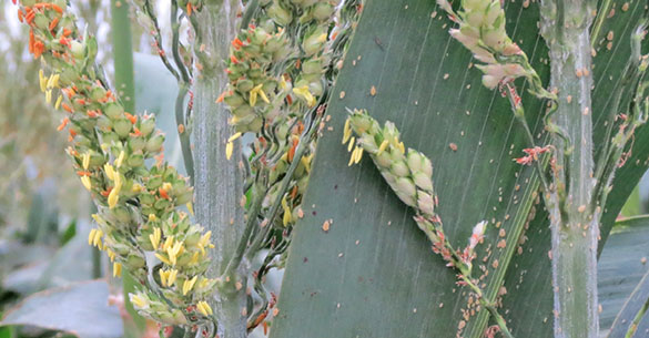 sugarcane aphids on sorghum plant