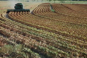 Harvesting grain sorghum near San Angelo, Texas (Texas A&M AgriLife Communications photo by Steve Byrns)