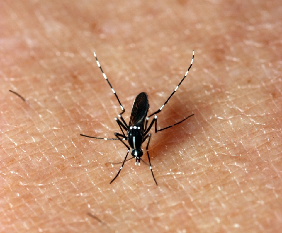 Aedes-albopictusPic-Cover 6-1-15