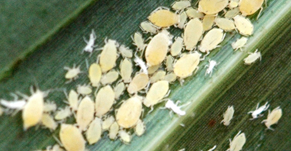 Sugarcane aphid populations popping up in High Plains sorghum fields