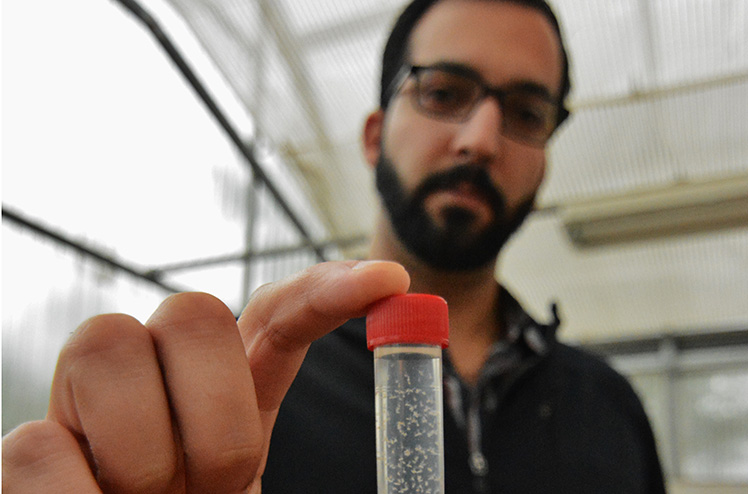 Erfan Vafaie holding a vial of whiteflies in a greenhouse. (Texas A&M AgriLife Extension Service photo by Adam Russell). Click to read the story.