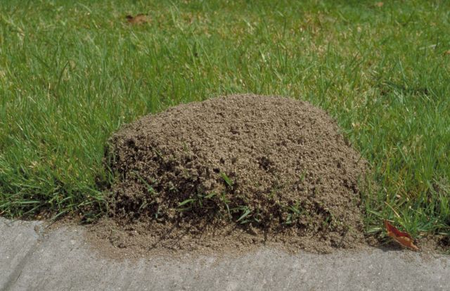 Fire ant mound on sidewalk in grass