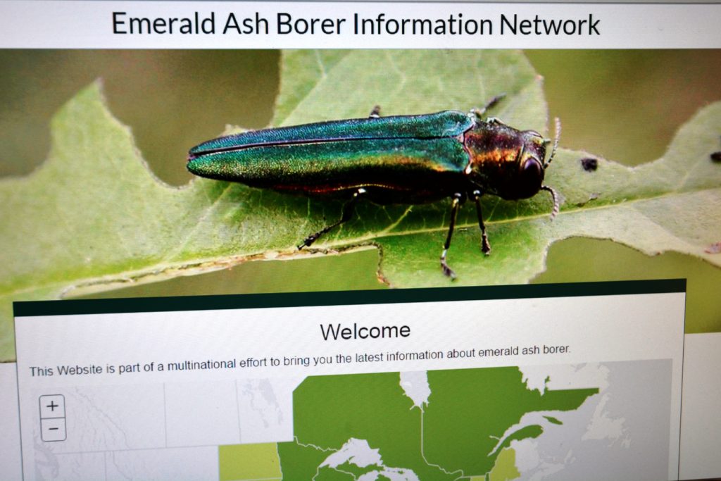The emerald ash borer has been discovered in East Texas. (Texas A&M AgriLife Extension Service photo)