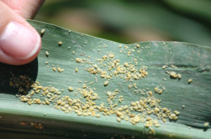 Sugarcane aphids on leaf