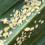 Sugarcane aphids are being found in sorghum crops in the High Plains. (Texas A&M AgriLife Communications photo by Kay Ledbetter)