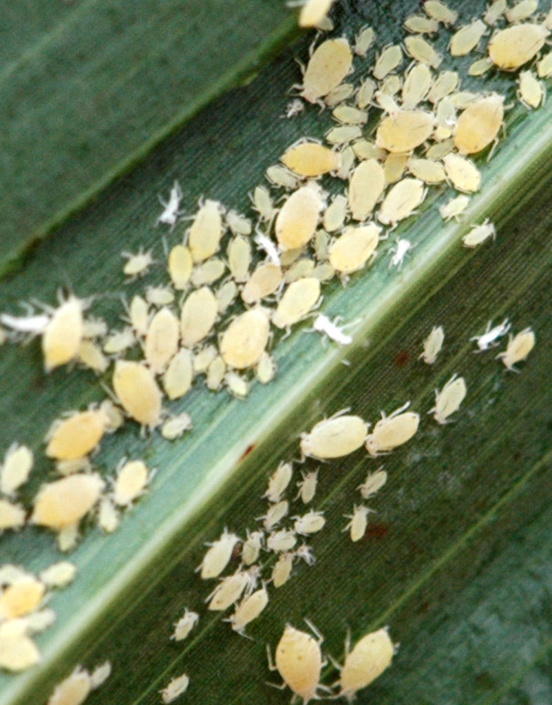Sugarcane aphids are being found in sorghum crops in the High Plains. (Texas A&M AgriLife Communications photo by Kay Ledbetter)