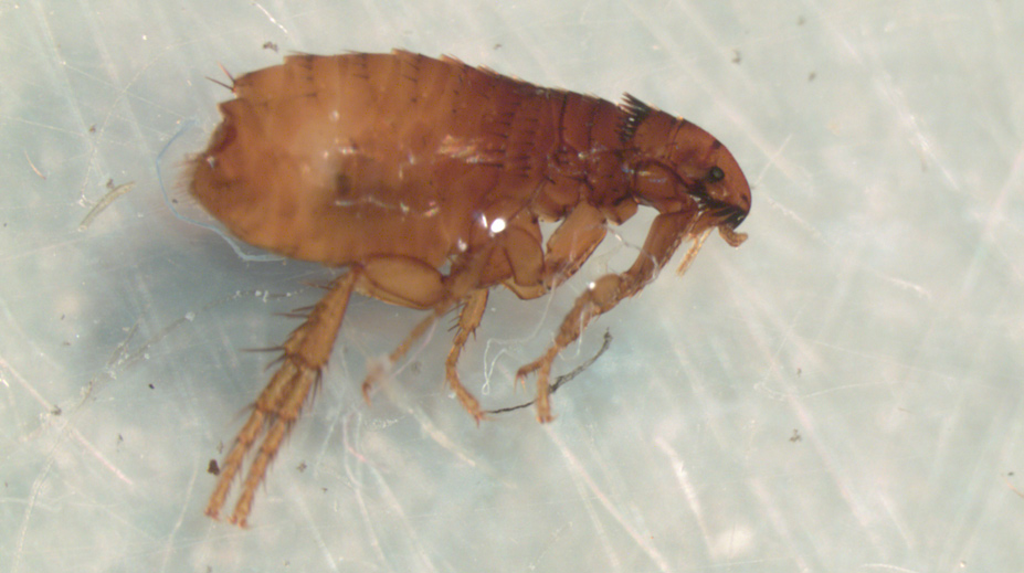 An adult flea. (Texas A&M Agrilife photo courtesy of Pat Porter)