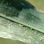 Sugarcane aphids are beginning to show up in sorghum fields in the High Plains. (Texas A&M AgriLife photo by Kay Ledbetter)