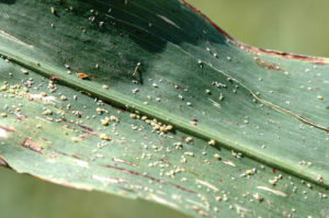 Sugarcane aphids are beginning to show up in sorghum fields in the High Plains. (Texas A&M AgriLife photo by Kay Ledbetter)