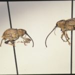Pecan weevils. Texas A&M AgriLife Extension Service photo by Bill Ree.