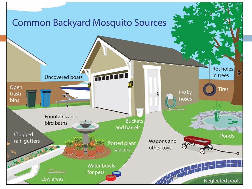 Many backyard items can inadvertently provide mosquitoes with a breeding site. (Texas A&M AgriLife Extension Service graphic)