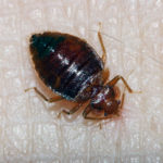 Adult bedbug on skin (Texas A&M AgriLife Extension Service photo)