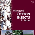 The Texas A&M AgriLife Extension Service’s new guide to cotton insect pest management is now available online. (Texas A&M AgriLife Extension Service photo)