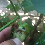 Bollworm in cotton boll. (Texas A&M AgriLife Extension Service photo courtesy Dr. David Kerns)