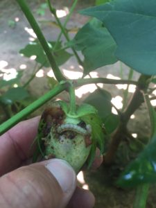 Bollworm in cotton boll. (Texas A&M AgriLife Extension Service photo courtesy Dr. David Kerns)