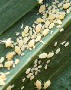 Sugarcane aphid populations have been found in the South Plains and High Plains. (Texas A&M AgriLife photo by Kay Ledbetter)