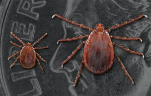 Longhorned ticks, Haemaphysalis longicornis, pictured on a U.S. dime. The smaller tick is a nymph, the other is an adult female. (Photo by James Gathany, provided by Anna Perea, Centers for Disease Control and Prevention)