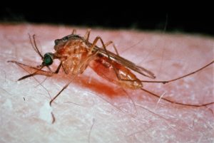 Culex mosquitoes are the primary vectors for West Nile virus. Their preferred breeding grounds include standing water that seldom dries, the edges of ponds, lakes and smaller impoundments. (Texas A&M AgriLife Extension Service photo)
