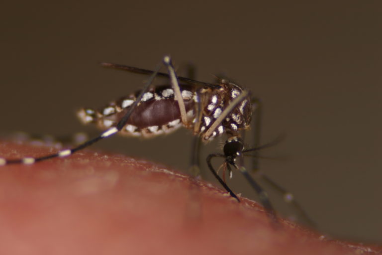 Aedes mosquitoes, a known vector of West Nile virus, and other diseases, are small dark mosquitoes with distinct white bands on the legs. (Texas A&M AgriLife Extension Service photo)